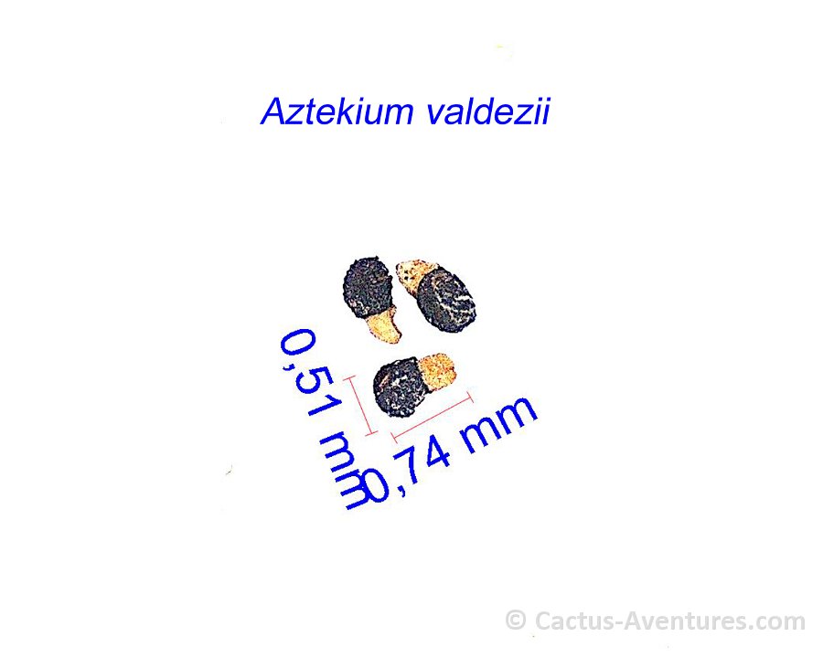 Aztekium valdezii CL